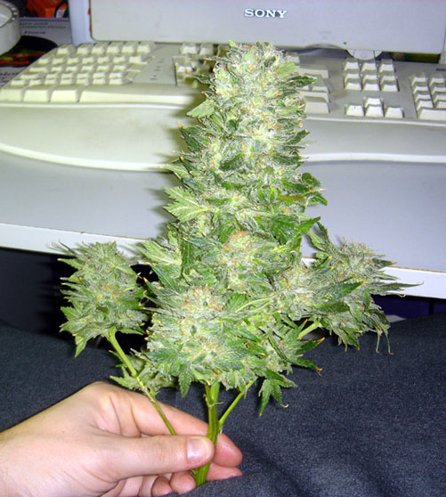 /dateien/mg42047,1231110018,Jan 2005 Win 2 PURPLE HEMP Gren Bud